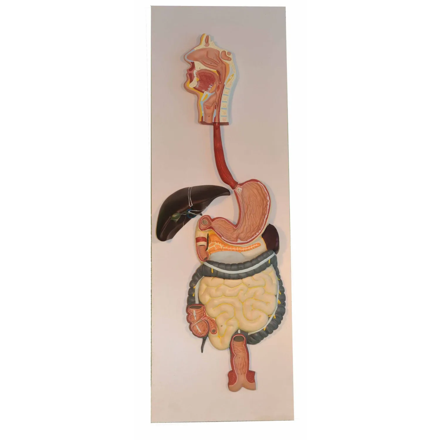 Digestive System Anatomy Model by Anatoms