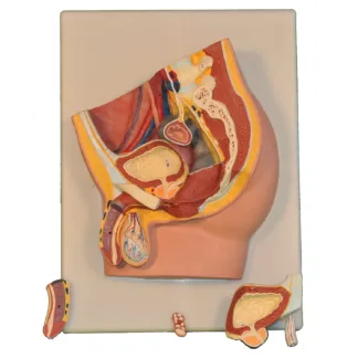 Male Pelvis Anatomy Model by Anatoms