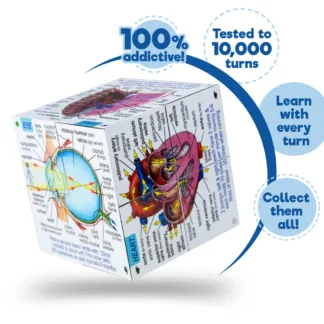 Human Body Cube Book by Zoobookoo