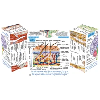Human Body Cube Book Spanish by Zoobookoo